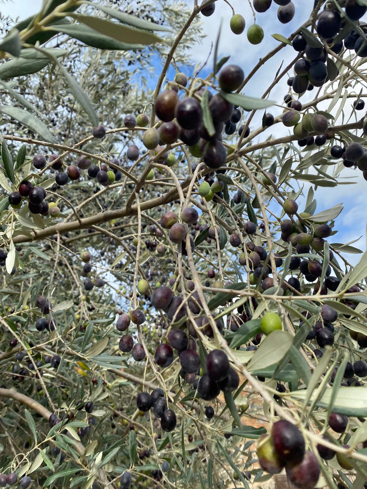 Nahaufnahme eines Olivenzweigs mit reifen, dunklen Oliven vor blauem Himmel