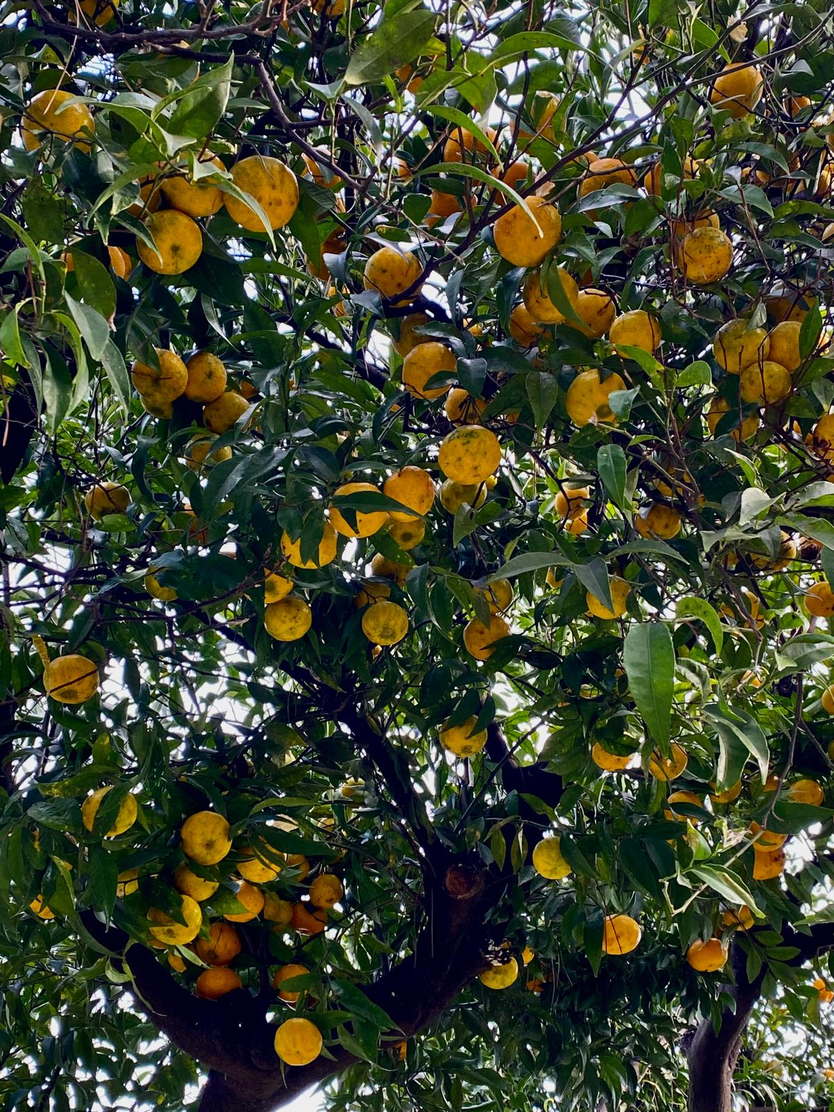 Orangenbaum mit vielen reifen Früchten in sattem Grün